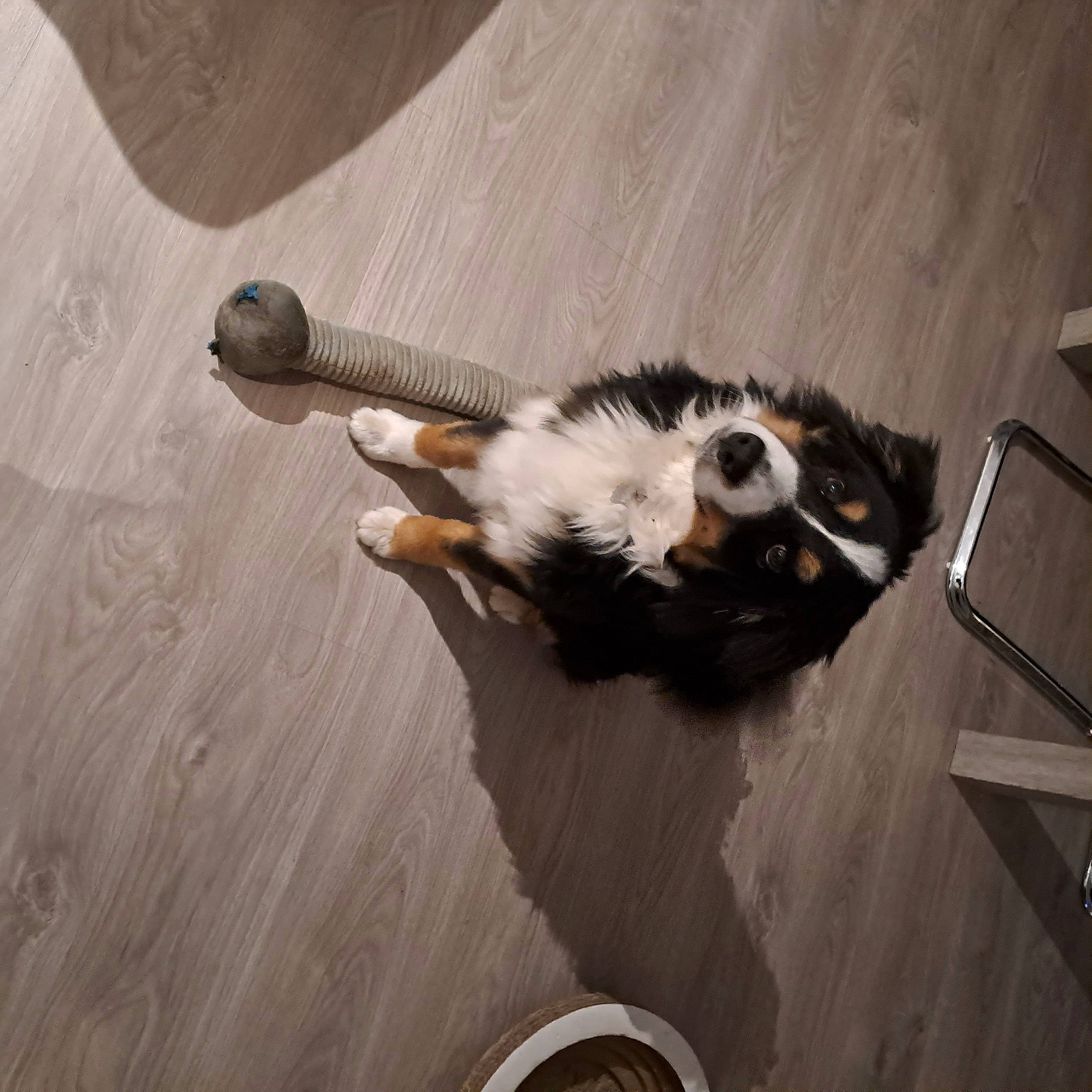 Gaston a rejoint le concours — aidez-le/la à gagner de superbes lots ! canidae, carnivore, cat, claw, comfort, companion_dog, dog_breed, felidae, flooring, fur, hardwood, paw, small_to_medium_sized_cats, sporting_group, tail, terrestrial_animal, whiskers, wood, wood_flooring