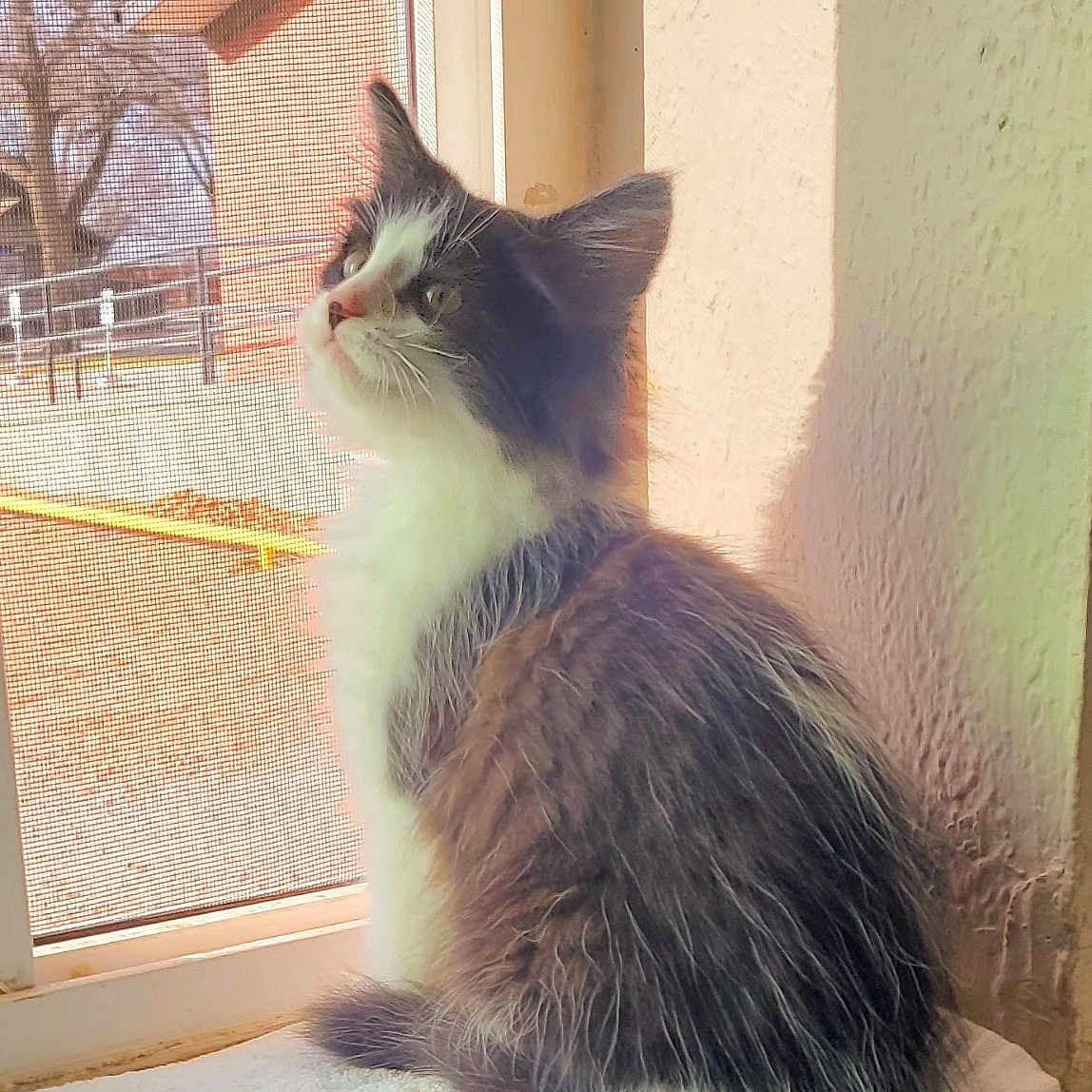 Luckee joined the competition — help win amazing prizes! animal, cat, cozy, curious, daylight, domestic_cat, feline, gray_cat, indoor, looking_outside, mesh_screen, pet, resting, soft_fur, sunlight, towel, wall, white_cat, window, windowsill