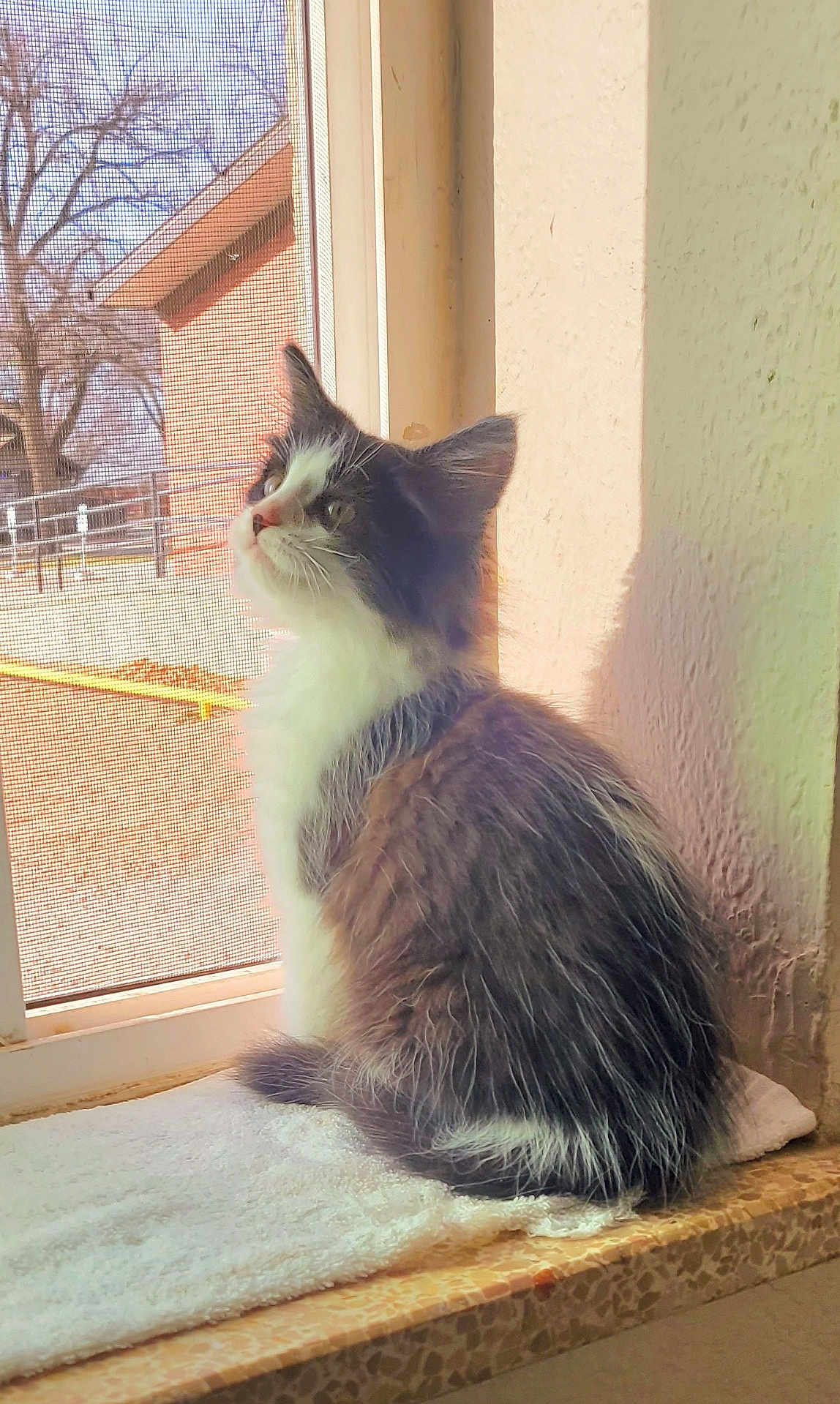 Luckee joined the competition — help win amazing prizes! animal, cat, cozy, curious, daylight, domestic_cat, feline, gray_cat, indoor, looking_outside, mesh_screen, pet, resting, soft_fur, sunlight, towel, wall, white_cat, window, windowsill