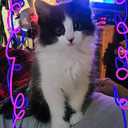 Luckee joined the competition — help win amazing prizes! animal, black_and_white, cat, couch, cozy, curly_border, cute, decorative_lights, domestic, fluffy, furniture, hand_drawn_border, home, indoor, kitten, pet, sitting, soft_fur, television, young_cat