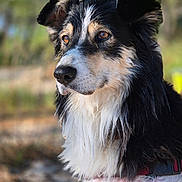 Naïka a rejoint le concours — aidez-le/la à gagner de superbes lots ! dog, animal, pet, portrait, outdoor, fur, black_and_white, canine, ears, snout, collar, nature, closeup, muzzle, expression, daylight, looking_away, fluffy, side_profile, background_blur