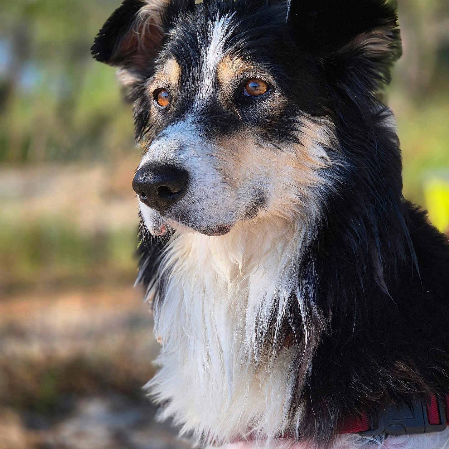 Naïka a rejoint le concours — aidez-le/la à gagner de superbes lots ! animal, background_blur, black_and_white, canine, closeup, collar, daylight, dog, ears, expression, fluffy, fur, looking_away, muzzle, nature, outdoor, pet, portrait, side_profile, snout