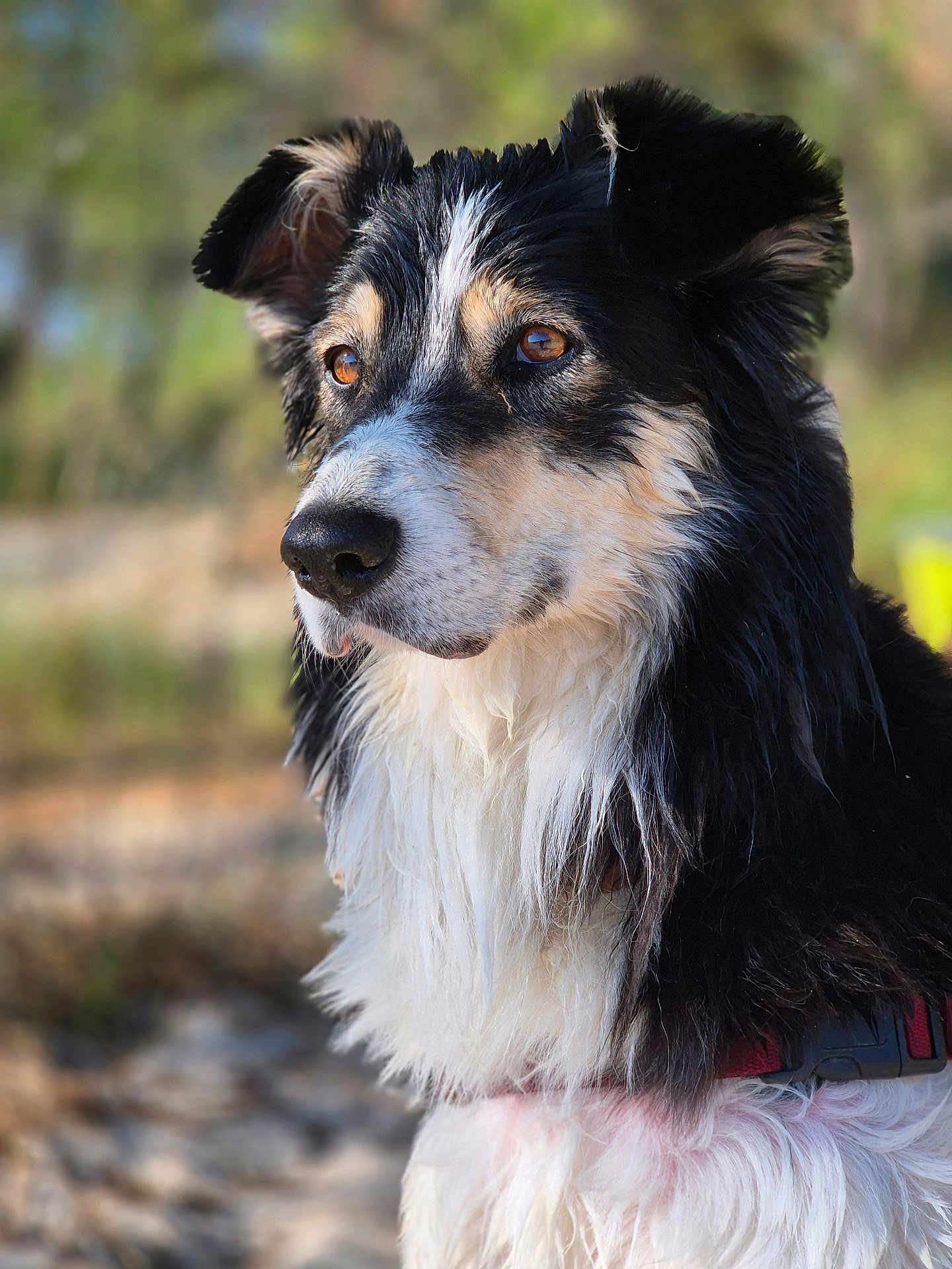 Naïka a rejoint le concours — aidez-le/la à gagner de superbes lots ! dog, animal, pet, portrait, outdoor, fur, black_and_white, canine, ears, snout, collar, nature, closeup, muzzle, expression, daylight, looking_away, fluffy, side_profile, background_blur