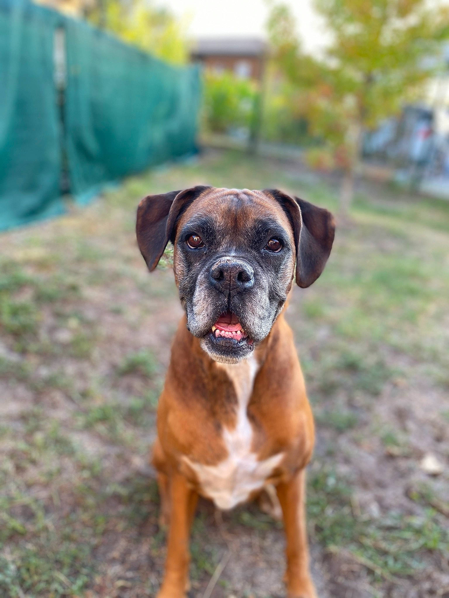 Guess a rejoint le concours — aidez-le/la à gagner de superbes lots ! boerboel, boxer, bullmastiff, canidae, carnivore, companion_dog, dog, dog_breed, fawn, grass, mammal, molosser, plant, puppy, rare_breed_dog, snout, sporting_group, tosa, vertebrate, working_dog