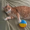 animal, ball, bed, blanket, cat, closeup, curious, cute, domestic_cat, feline, fur, indoor, orange_tabby, paw, pet, playful, relaxed, resting, texture, toy