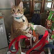 Goober is registered to the contest to win money with this photo: cat, orange_tabby, blue_collar, grocery_bag, snacks, kitchen, curious, wide_eyed, indoor, table, chair, food_box, bag_handle, household, domestic_cat, pet, curiosity, feline, orange, white_paws