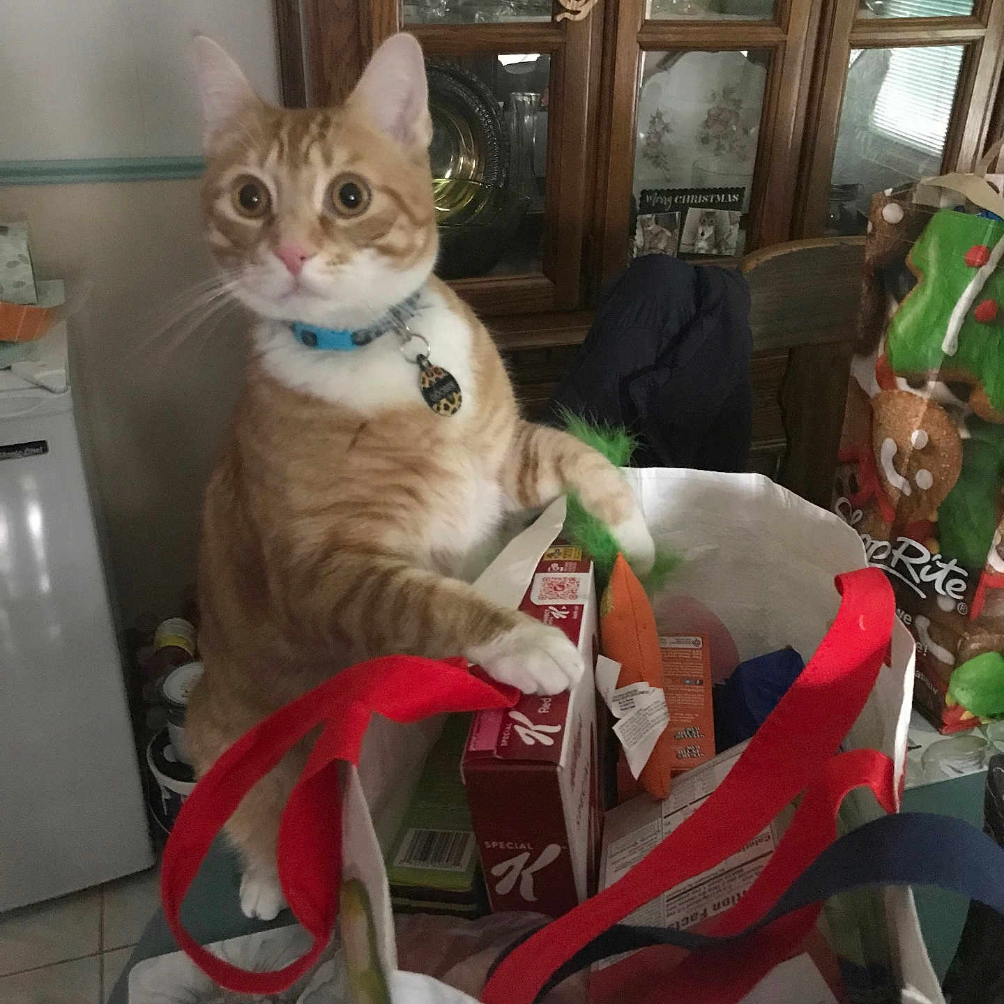 Goober is registered to the contest to win money with this photo: cat, orange_tabby, blue_collar, grocery_bag, snacks, kitchen, curious, wide_eyed, indoor, table, chair, food_box, bag_handle, household, domestic_cat, pet, curiosity, feline, orange, white_paws