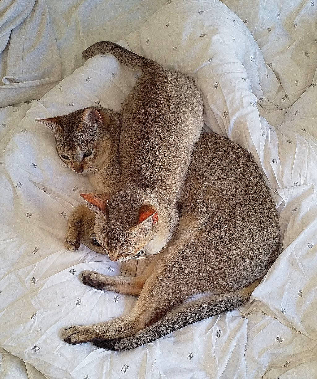 Jacques De Temasek a rejoint le concours — aidez-le/la à gagner de superbes lots ! asian, australian_mist, burmilla, carnivore, cat, chausie, claw, domestic_short_haired_cat, european_shorthair, fawn, felidae, fur, german_rex, mammal, organism, singapura, small_to_medium_sized_cats, whiskers