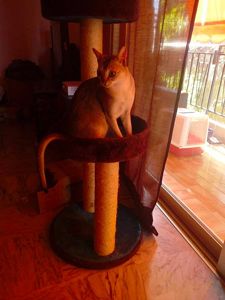 Jacques De Temasek a rejoint le concours — aidez-le/la à gagner de superbes lots ! cat, cat_furniture, fawn, felidae, hardwood, room, small_to_medium_sized_cats, tail, whiskers, wood