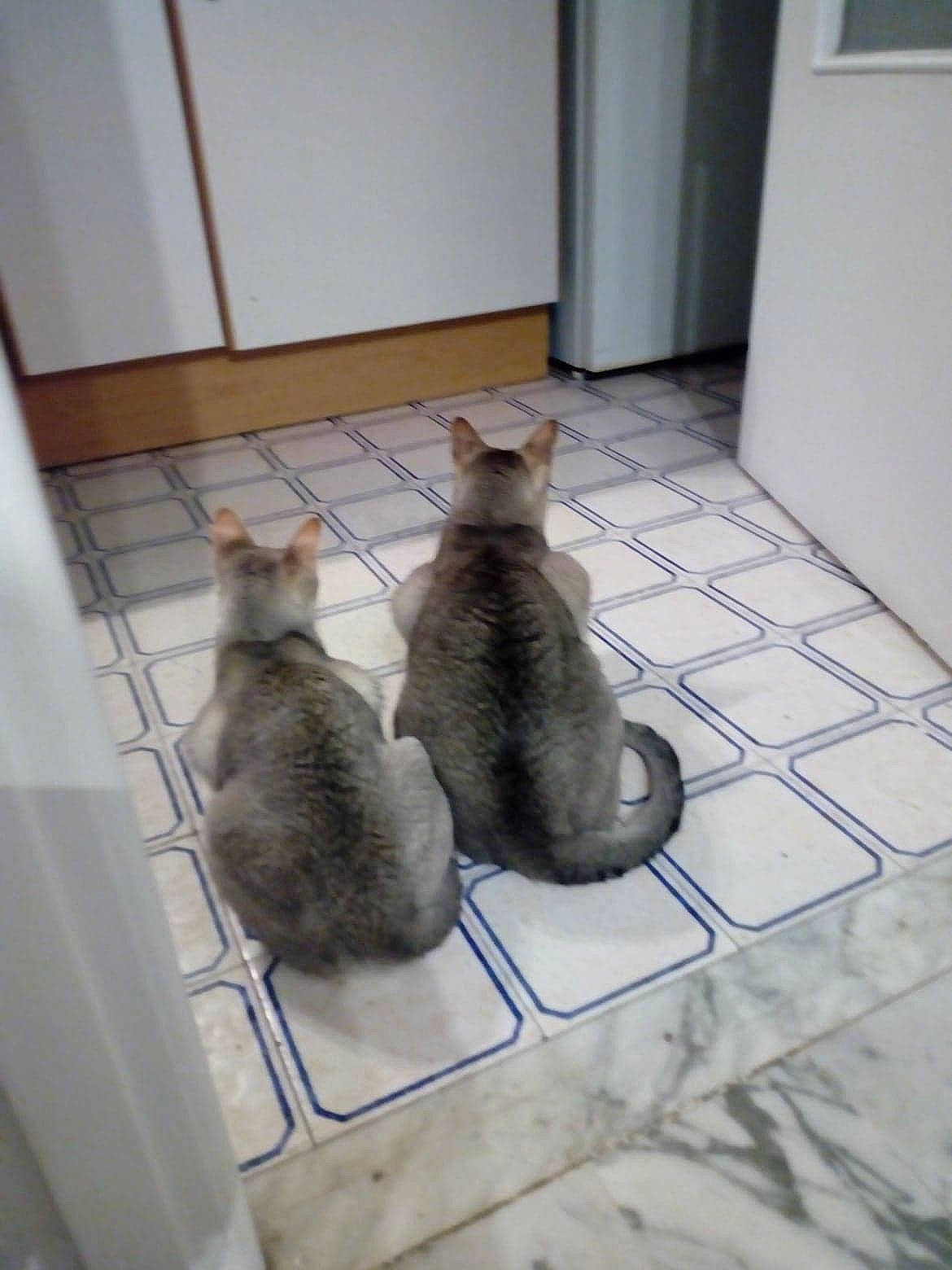 Jacques De Temasek a rejoint le concours — aidez-le/la à gagner de superbes lots ! asian, british_shorthair, carnivore, cat, domestic_short_haired_cat, egyptian_mau, european_shorthair, felidae, floor, flooring, kitten, mammal, small_to_medium_sized_cats, tail, tile, whiskers