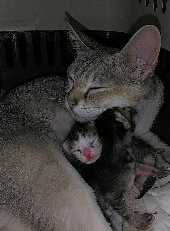 Julie De La Croix De Lorraine