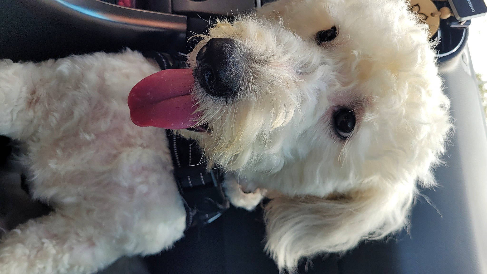 Simba participe au concours pour gagner de l'argent avec cette photo : canidae, carnivore, collar, companion_dog, dog, dog_breed, dog_collar, dog_supply, fawn, fur, paw, pet_supply, puppy, small_terrier, snout, sporting_group, stuffed_toy, terrier, toy_dog, working_animal