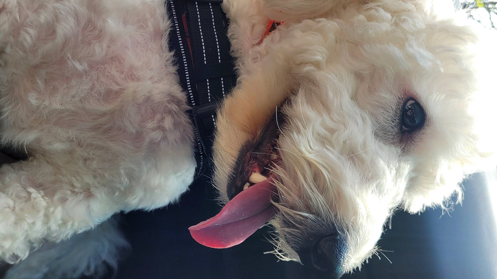 Simba a rejoint le concours — aidez-le/la à gagner de superbes lots ! canidae, carnivore, collar, companion_dog, dog, dog_breed, dog_collar, dog_supply, fur, labradoodle, paw, small_terrier, snout, sporting_group, stuffed_toy, terrier, textile, toy_dog, whiskers, working_animal