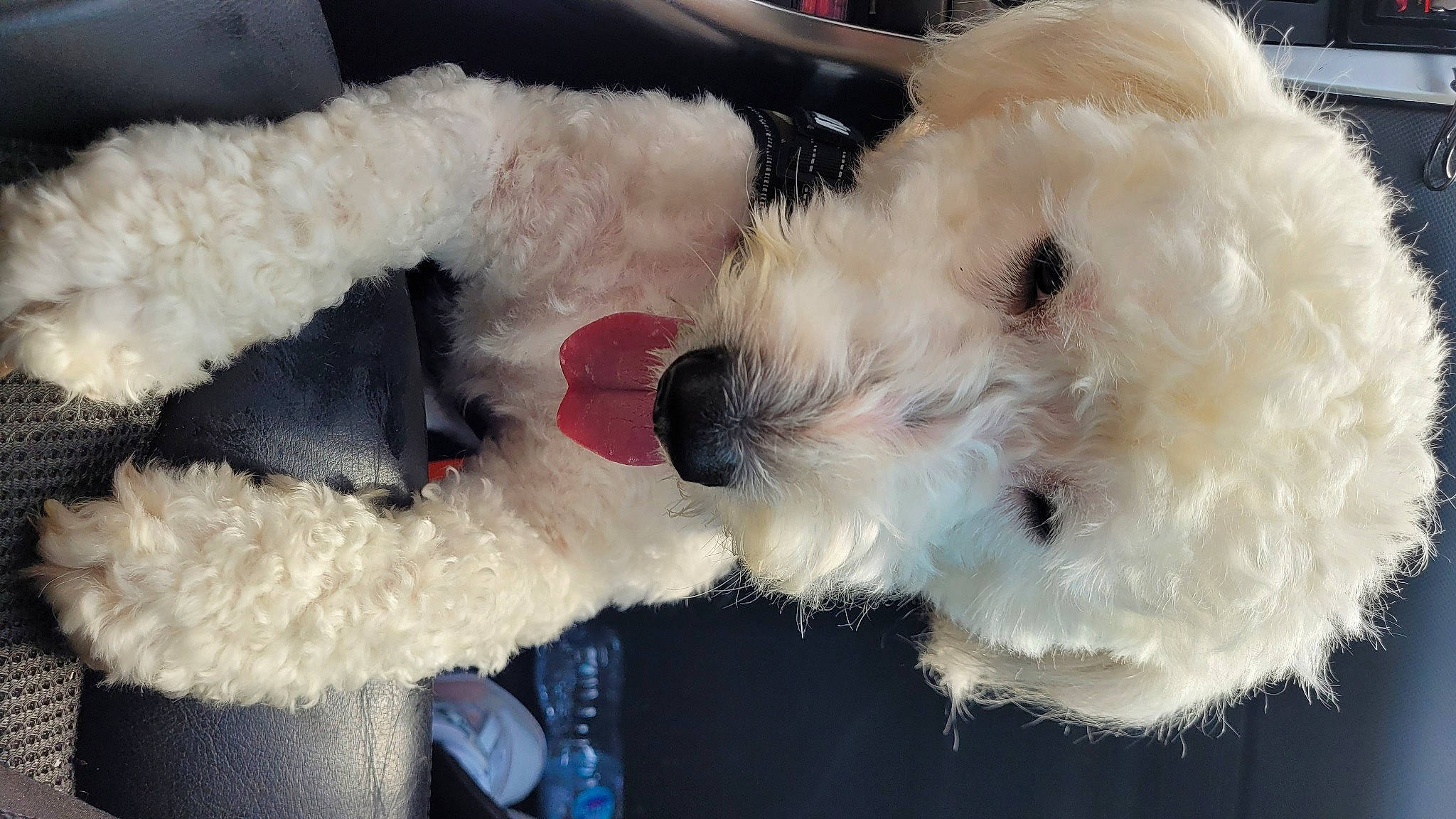 Simba participe au concours pour gagner de l'argent avec cette photo : canidae, carmine, carnivore, collar, companion_dog, dog, dog_breed, dog_clothes, dog_supply, fur, paw, plush, small_terrier, snout, sporting_group, stuffed_toy, toy, toy_dog, wool, working_animal