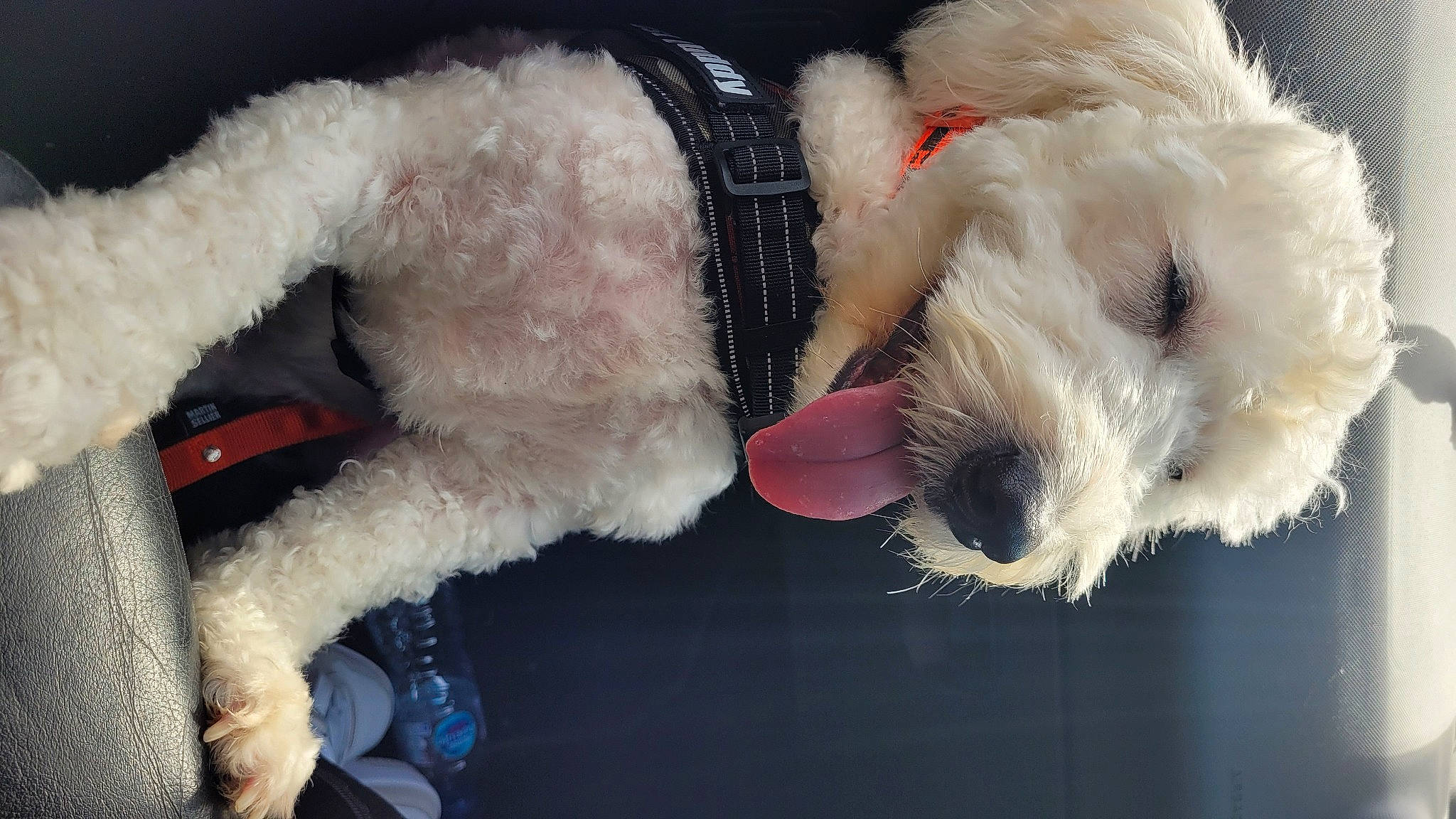 Simba participe au concours pour gagner de l'argent avec cette photo : canidae, carnivore, collar, companion_dog, dog, dog_breed, dog_clothes, dog_collar, dog_supply, fur, pet_supply, small_terrier, snout, sporting_group, stuffed_toy, terrier, toy_dog, welsh_terrier, wire_hair_fox_terrier, working_animal