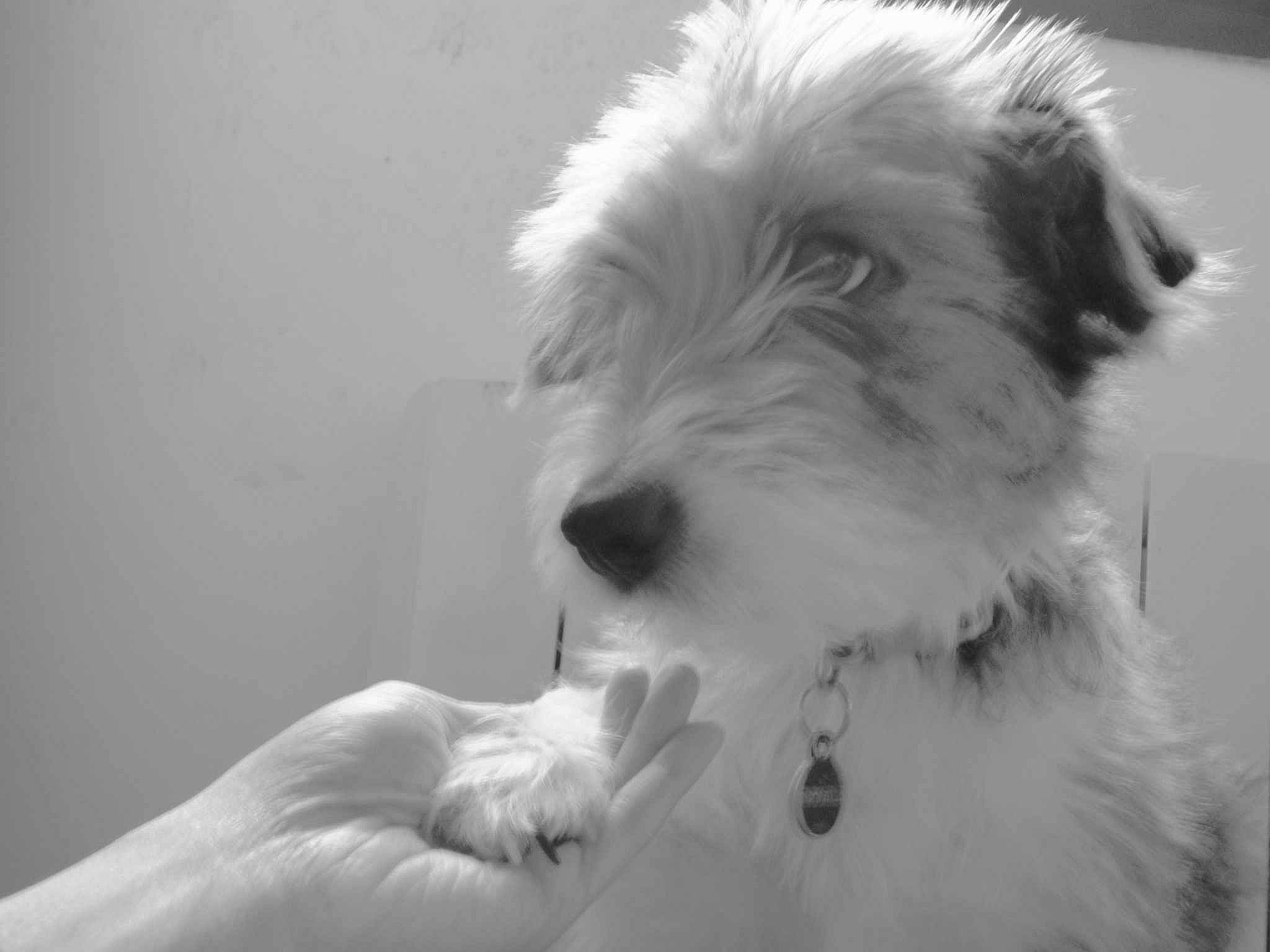 Fripouille a rejoint le concours — aidez-le/la à gagner de superbes lots ! canidae, carnivore, companion_dog, dog, dog_breed, fur, gesture, maltepoo, monochrome, monochrome_photography, non_sporting_group, paw, small_terrier, snout, sporting_group, still_life_photography, terrier, toy_dog, whiskers, working_animal