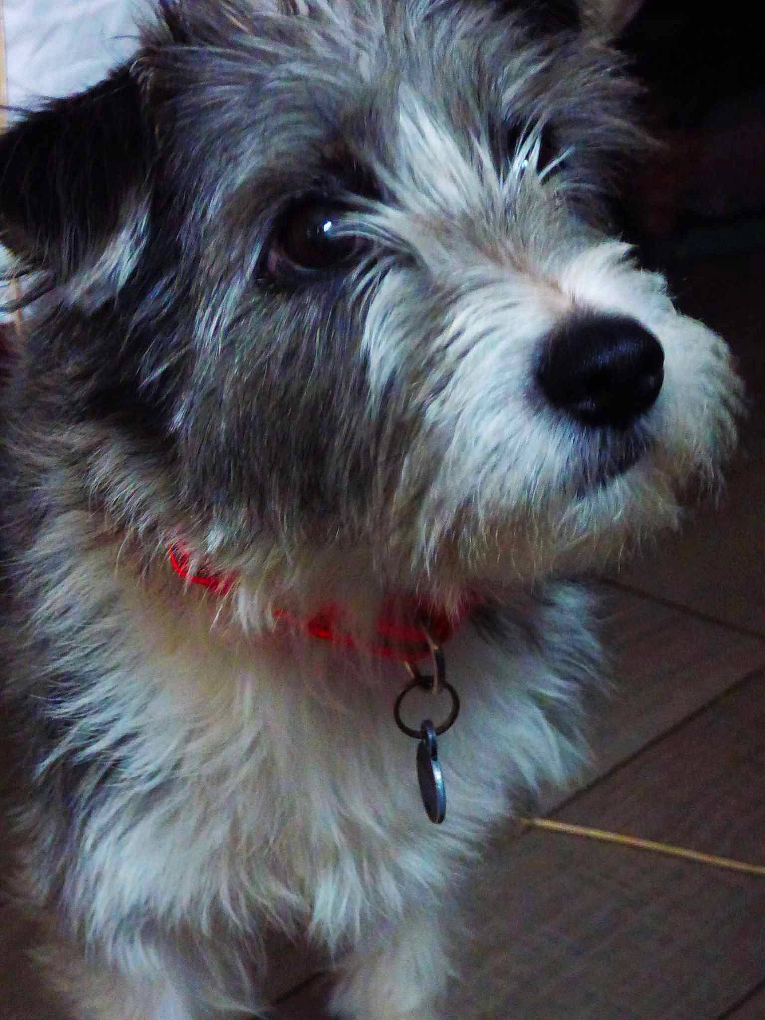 Fripouille a rejoint le concours — aidez-le/la à gagner de superbes lots ! biewer_terrier, canidae, carnivore, cockapoo, companion_dog, dog, dog_breed, dog_collar, fur, maltepoo, poodle_crossbreed, schnauzer, shih_poo, small_terrier, snout, sporting_group, terrier, toy_dog, water_dog, working_animal