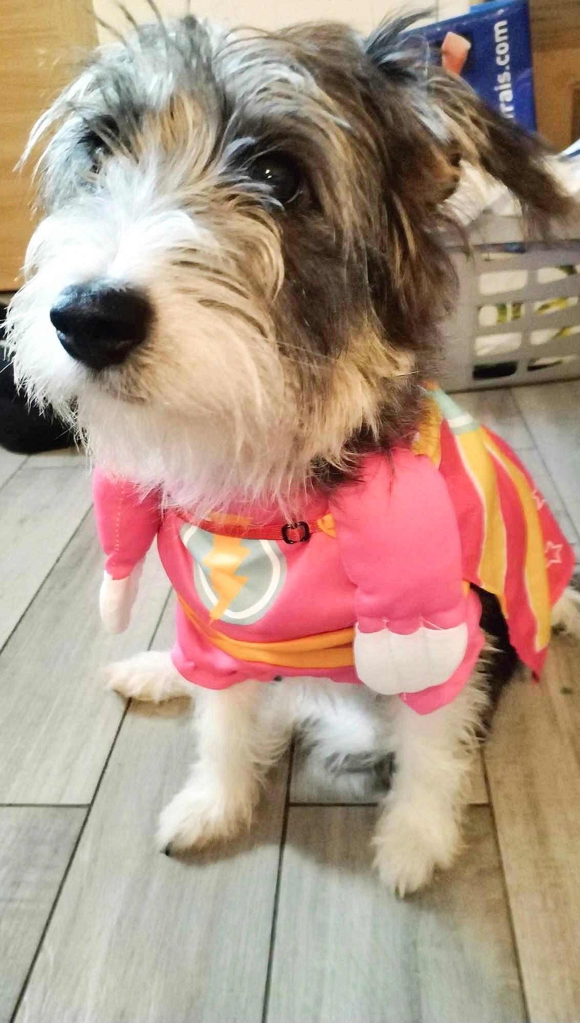 Fripouille participe au concours pour gagner de l'argent avec cette photo : canidae, carnivore, collar, companion_dog, dog, dog_breed, dog_clothes, dog_collar, dog_supply, fashion_accessory, flooring, mammal, pet_supply, small_terrier, snout, sporting_group, terrier, toy_dog, vertebrate, working_animal