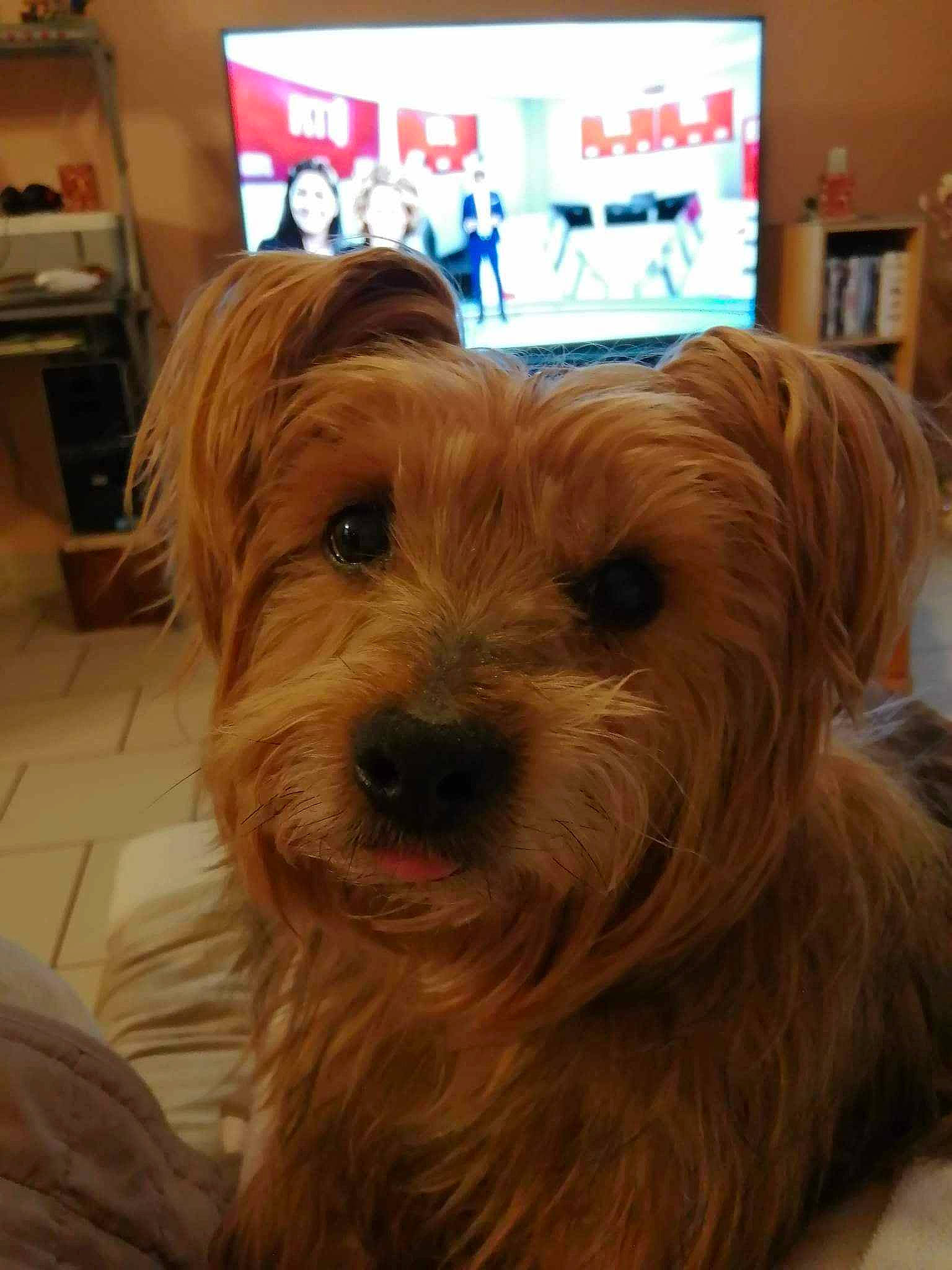 Falko a rejoint le concours — aidez-le/la à gagner de superbes lots ! carnivore, companion_dog, dog, dog_breed, dog_supply, flooring, fur, hardwood, home_appliance, kitchen_appliance, liver, small_terrier, snout, sporting_group, terrier, toy_dog, wood, working_animal, yorkipoo