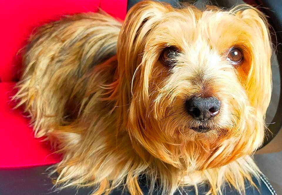 Falko participe au concours pour gagner de l'argent avec cette photo : ancient_dog_breeds, biewer_terrier, canidae, carnivore, companion_dog, dog, dog_breed, dog_collar, fur, liver, maltepoo, poodle_crossbreed, puppy, small_terrier, snout, sporting_group, terrier, toy_dog, working_animal, yorkipoo