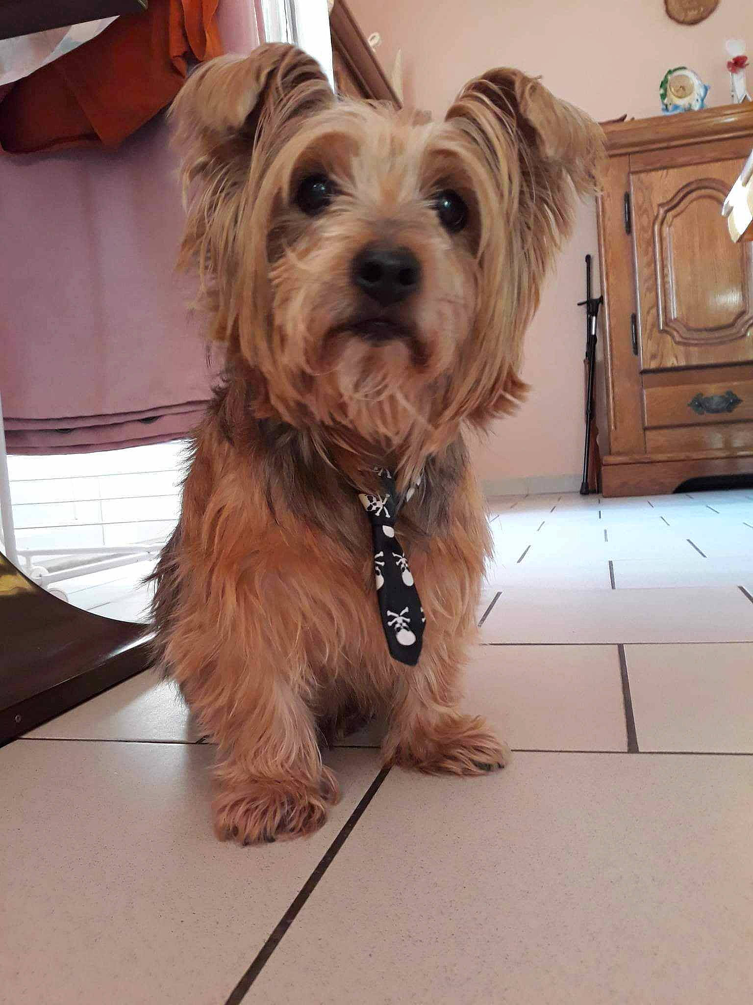 Falko a rejoint le concours — aidez-le/la à gagner de superbes lots ! cabinetry, carnivore, clock, collar, companion_dog, computer_keyboard, dog, dog_breed, dog_collar, dog_supply, flooring, fur, liver, shorts, small_terrier, snout, sporting_group, terrier, toy_dog, working_animal