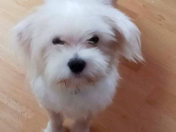 Idéfix a rejoint le concours — aidez-le/la à gagner de superbes lots ! canidae, carnivore, companion_dog, dog, dog_breed, fur, hardwood, mal_shi, shih_poo, small_terrier, snout, sporting_group, terrier, toy_dog, varnish, water_dog, wood, wood_flooring, wood_stain, working_animal