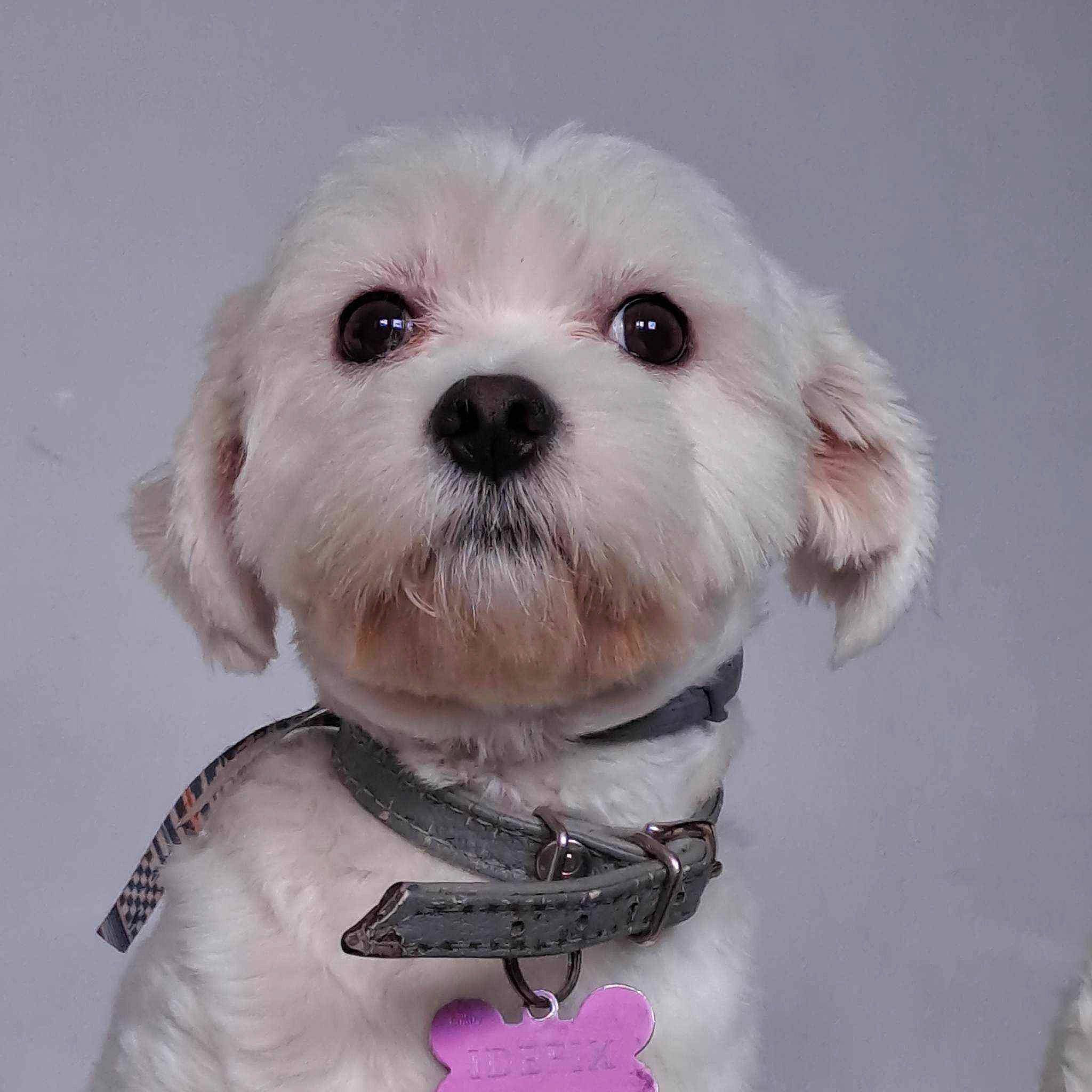 Idéfix participe au concours pour gagner de l'argent avec cette photo : canidae, carnivore, collar, companion_dog, dog, dog_breed, dog_clothes, dog_collar, dog_supply, fur, mal_shi, maltepoo, puppy_love, small_terrier, snout, sporting_group, stuffed_toy, toy, toy_dog, working_animal