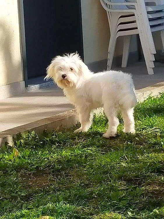 Idéfix a rejoint le concours — aidez-le/la à gagner de superbes lots ! canidae, carnivore, chair, companion_dog, dog, dog_breed, dog_collar, grass, maltepoo, non_sporting_group, plant, puppy, shade, small_terrier, sporting_group, tail, terrier, toy_dog, working_animal, yard