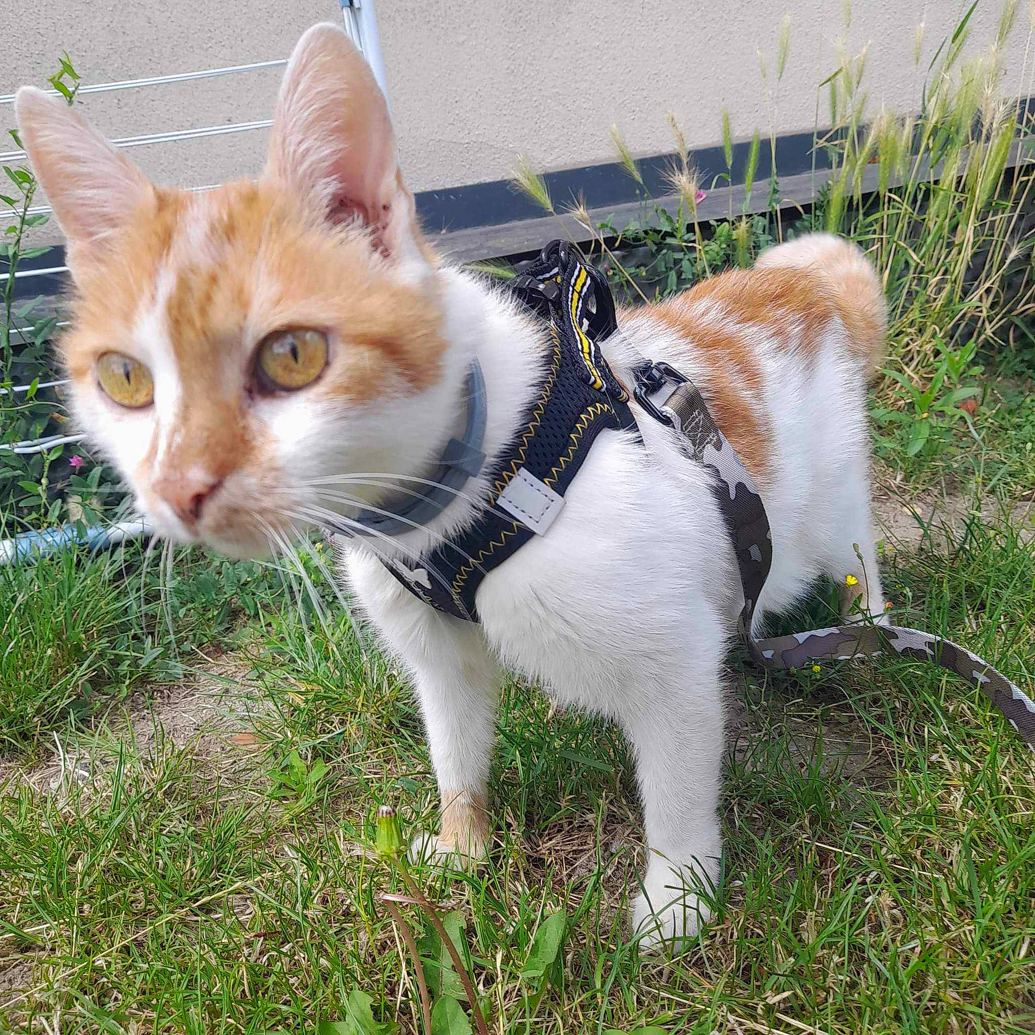 Minette a rejoint le concours — aidez-le/la à gagner de superbes lots ! art, carnivore, cat, companion_dog, domestic_short_haired_cat, fawn, felidae, fur, grass, herb, paw, plant, sitting, small_to_medium_sized_cats, snout, tail, terrestrial_animal, tree, whiskers, wildlife