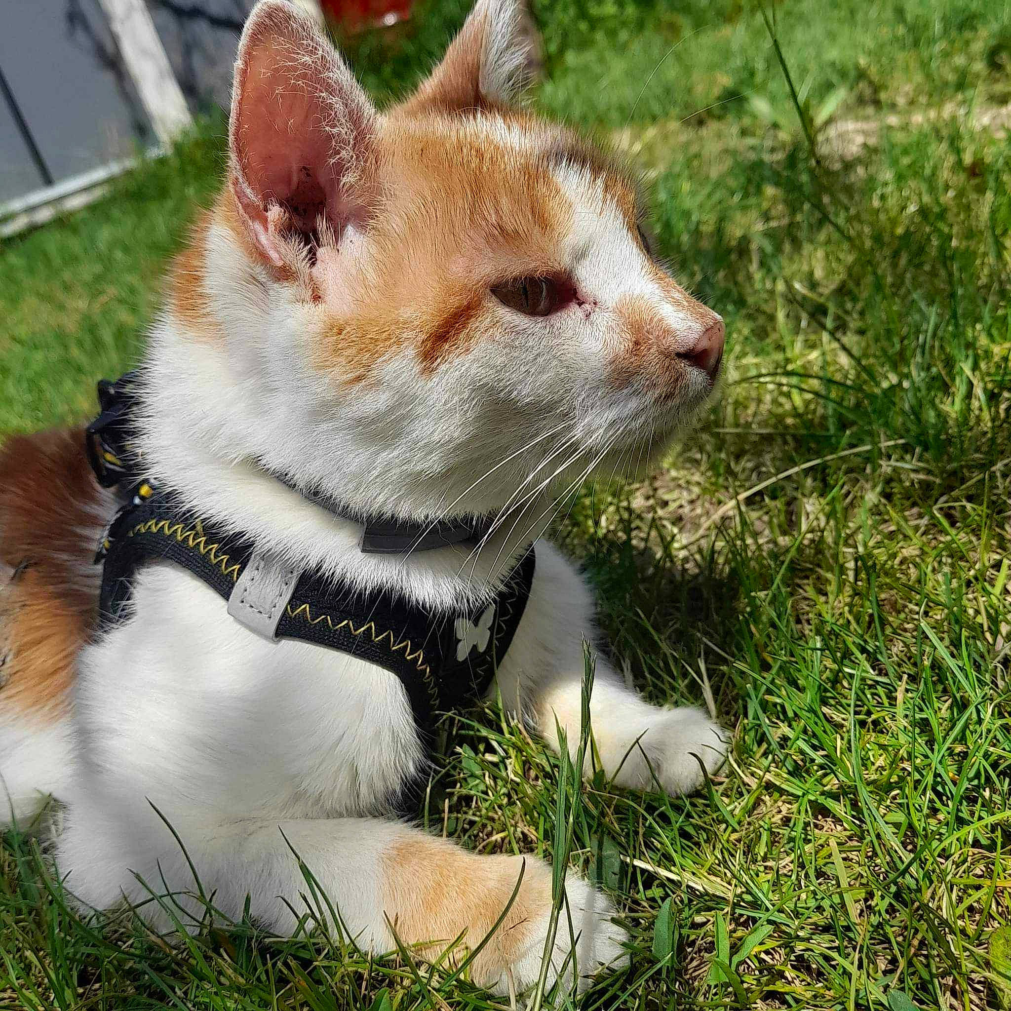 Minette a rejoint le concours — aidez-le/la à gagner de superbes lots ! carnivore, cat, collar, domestic_short_haired_cat, eye, fang, fawn, felidae, fur, grass, grassland, groundcover, plant, sitting, small_to_medium_sized_cats, snout, tail, terrestrial_animal, whiskers, wildlife