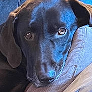 Wrigley joined the competition — help win amazing prizes! animal, black_dog, canine, close_up, comfort, couch, cozy, dog, ears, eyes, face, fur, home, indoors, pet, pillow, relaxation, resting, snout, soft_texture