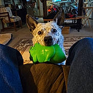 Shiloh joined the competition — help win amazing prizes! dog, toy, green_toy, living_room, carpet, furniture, person, knees, playful, pet, indoor, speckled_dog, ears, eyes, mouth, television, home, couch, wooden_chair, relaxed