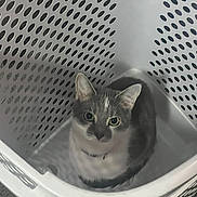 Silver-Bell is registered to the contest to win money with this photo: animal, cat, collar, curious, cute, domestic_animal, ears, floor, gray_cat, holes, indoor, laundry_basket, looking_up, pattern, pet, plastic_basket, sitting, whiskers, white_cat, young_cat