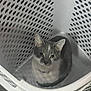 animal, cat, collar, curious, cute, domestic_animal, ears, floor, gray_cat, holes, indoor, laundry_basket, looking_up, pattern, pet, plastic_basket, sitting, whiskers, white_cat, young_cat