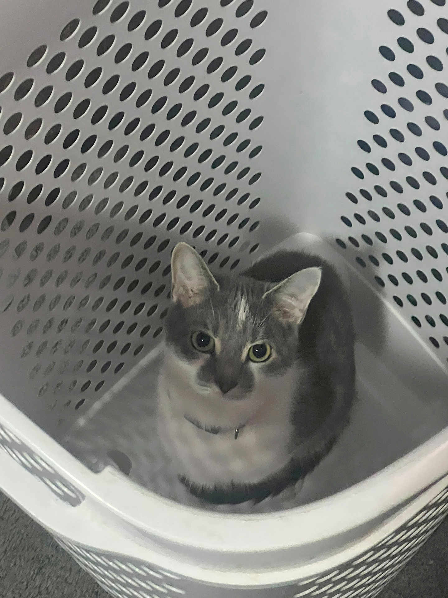 Silver-Bell is registered to the contest to win money with this photo: animal, cat, collar, curious, cute, domestic_animal, ears, floor, gray_cat, holes, indoor, laundry_basket, looking_up, pattern, pet, plastic_basket, sitting, whiskers, white_cat, young_cat