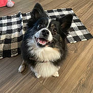 Rosebud joined the competition — help win amazing prizes! dog, black_and_white, fluffy, smiling, indoor, wooden_floor, pet, cute, happy, animal, companion, checkered_mat, playful, fur, ears, mouth_open, teeth, looking_up, two_dogs, domestic