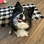 dog, black_and_white, fluffy, smiling, indoor, wooden_floor, pet, cute, happy, animal, companion, checkered_mat, playful, fur, ears, mouth_open, teeth, looking_up, two_dogs, domestic