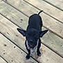 dog, small_dog, black_dog, ears, scarf, wooden_deck, planks, outdoor, curious, standing, pet, animal, canine, knitted_scarf, looking_up, close_up, daylight, texture, rustic, paint_marks