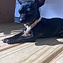 dog, black_dog, small_dog, sunlight, wooden_deck, rope_collar, relaxed, ears, pet, animal, outdoor, shadow, resting, closeup, daylight, sleepy, quiet, calm, wood, summer