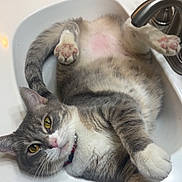 Pepper is registered to the contest to win money with this photo: cat, gray_cat, white_cat, cat_in_sink, bathroom_sink, cat_paws, cat_lying_down, domestic_cat, yellow_eyes, feline, pet, curious, relaxed, indoor, fur, whiskers, sink_faucet, candle, countertop, household