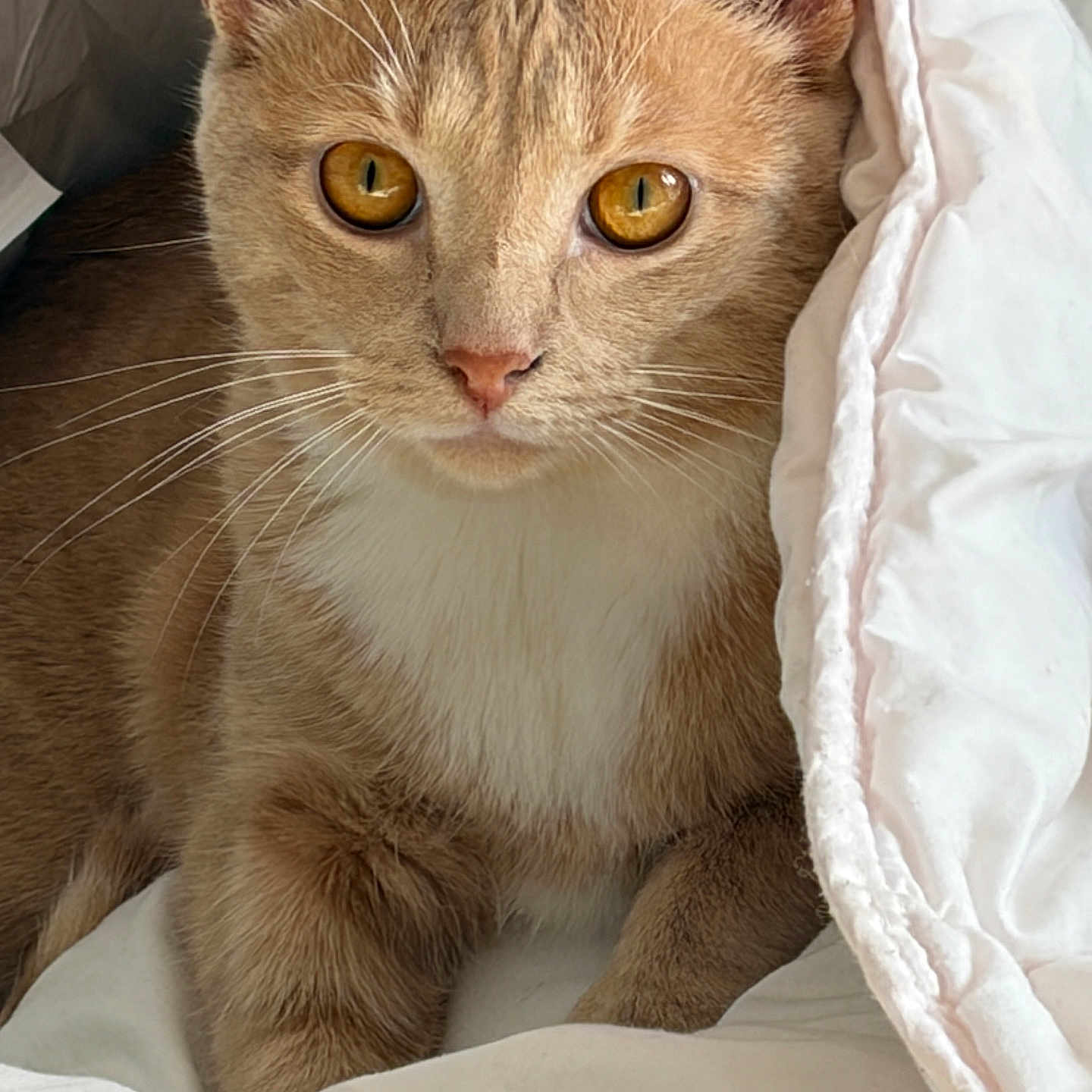 Caline participe au concours pour gagner de l'argent avec cette photo : cat, amber_eyes, close_up, curious, feline, fur, whiskers, blanket, cozy, indoor, pet, animal, cute, portrait, resting, soft_texture, paw, tabby, young_cat, home