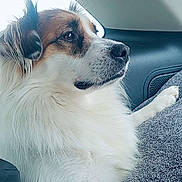 Daisy is registered to the contest to win money with this photo: animal, blanket, brown, calm, canine, car, companion, dog, ear, fluffy, fur, indoor, muzzle, paw, pet, relaxed, seated, side_view, white, window