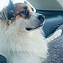 animal, blanket, brown, calm, canine, car, companion, dog, ear, fluffy, fur, indoor, muzzle, paw, pet, relaxed, seated, side_view, white, window