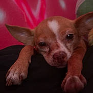 Peaches is registered to the contest to win money with this photo: dog, small_dog, resting, sleepy, ears, paws, close_up, indoor, pet, animal, cute, brown, white_markings, face, snout, fur, relaxed, background, cozy, soft_lighting