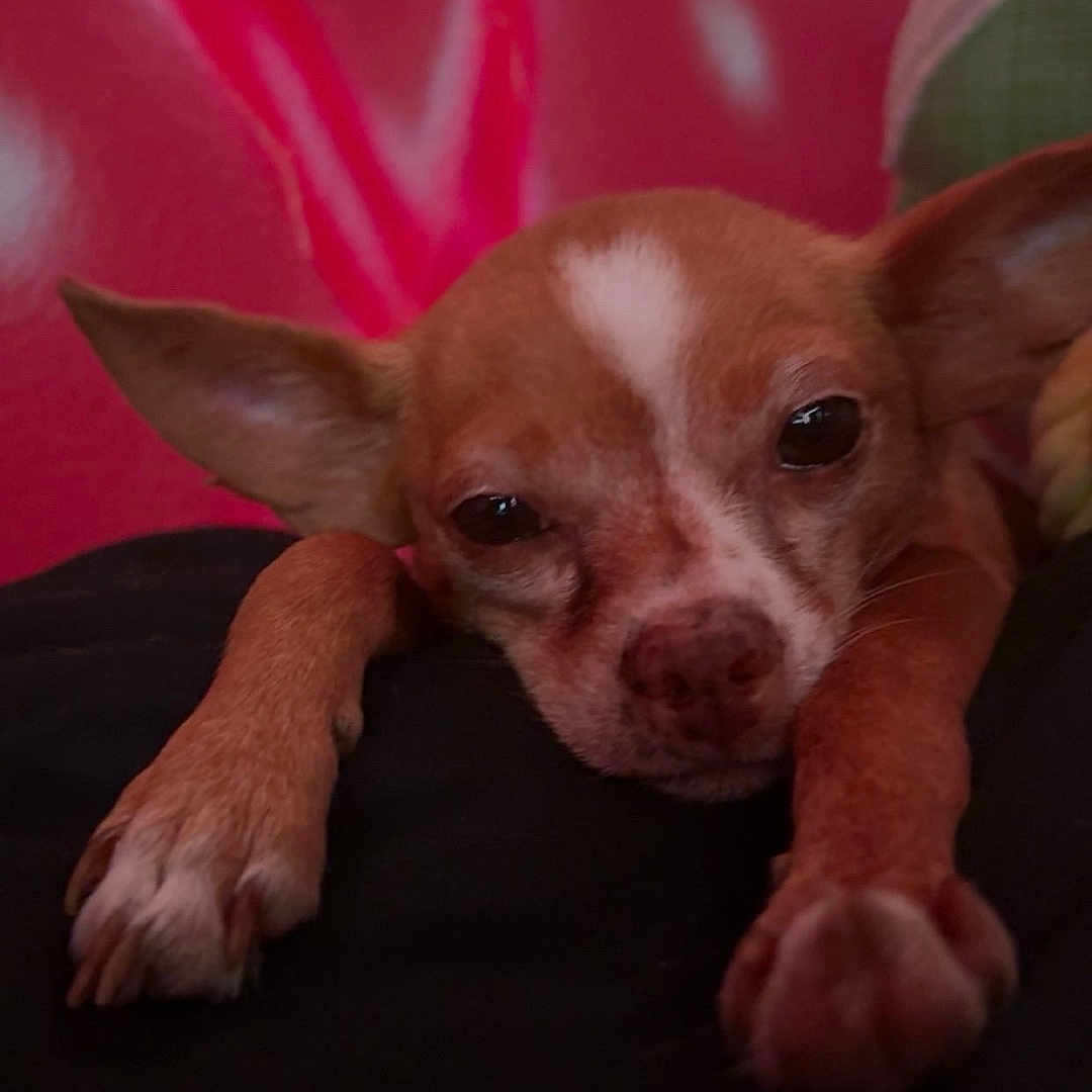 Peaches is registered to the contest to win money with this photo: animal, background, brown, close_up, cozy, cute, dog, ears, face, fur, indoor, paws, pet, relaxed, resting, sleepy, small_dog, snout, soft_lighting, white_markings