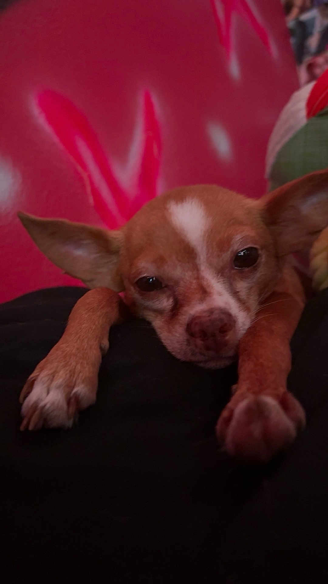 Peaches is registered to the contest to win money with this photo: dog, small_dog, resting, sleepy, ears, paws, close_up, indoor, pet, animal, cute, brown, white_markings, face, snout, fur, relaxed, background, cozy, soft_lighting