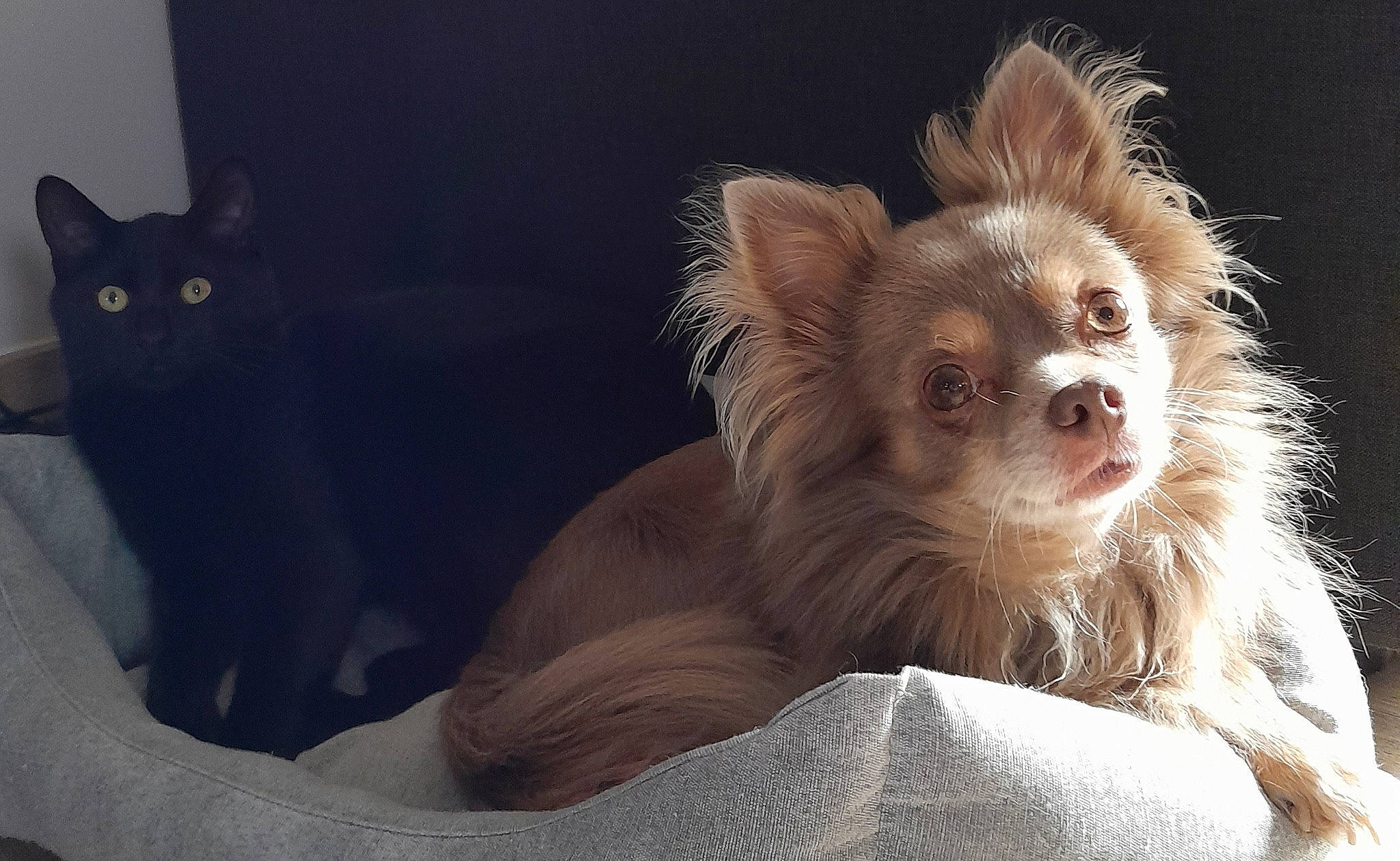 Looki a rejoint le concours — aidez-le/la à gagner de superbes lots ! black_cat, bombay, canidae, carnivore, cat, companion_dog, dog_breed, domestic_short_haired_cat, ear, fur, liver, sitting, snout, terrestrial_animal, toy_dog, whiskers