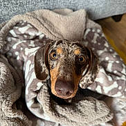 Pippa is registered to the contest to win money with this photo: animal, blanket, brown, comfort, cozy, cute, dachshund, dog, ears, face, fur, home, indoor, looking_up, nose, pet, relaxed, soft, speckled, wrapped