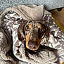 animal, blanket, brown, comfort, cozy, cute, dachshund, dog, ears, face, fur, home, indoor, looking_up, nose, pet, relaxed, soft, speckled, wrapped