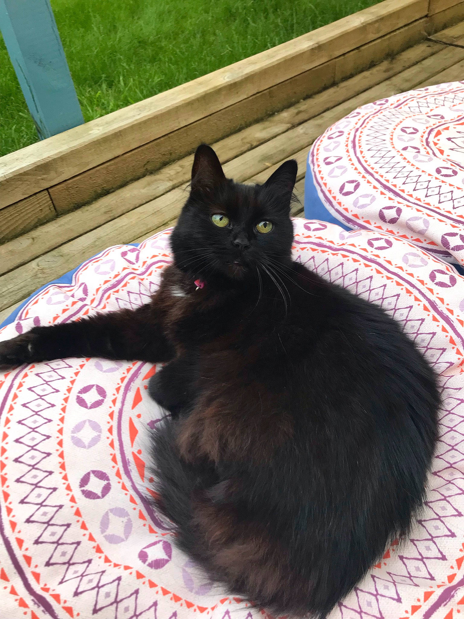 Marge is registered to the contest to win money with this photo: black_cat, bombay, carnivore, cat, comfort, domestic_short_haired_cat, felidae, flooring, fur, grass, mammal, paw, plant, sitting, small_to_medium_sized_cats, snout, tail, terrestrial_animal, whiskers, window